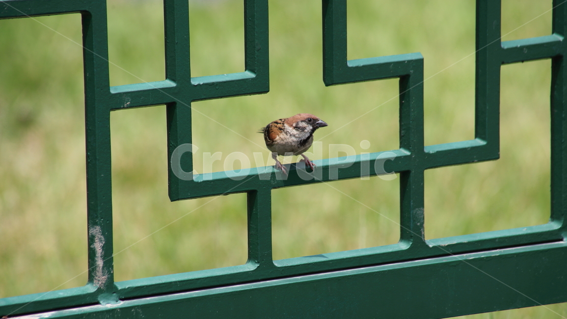 참새,새,조류,한마리,treesparrow,작은새,동물,animal,조류,새,birds