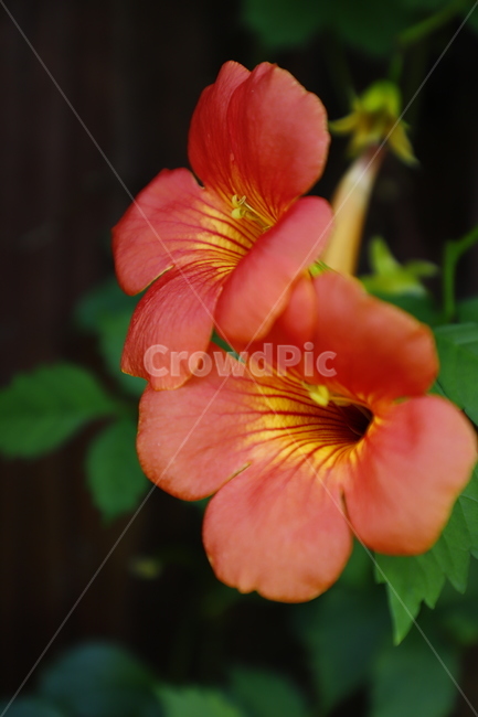꽃,식물,능소화,화초,분홍색,식물,자연,plants,nature,꽃,flower