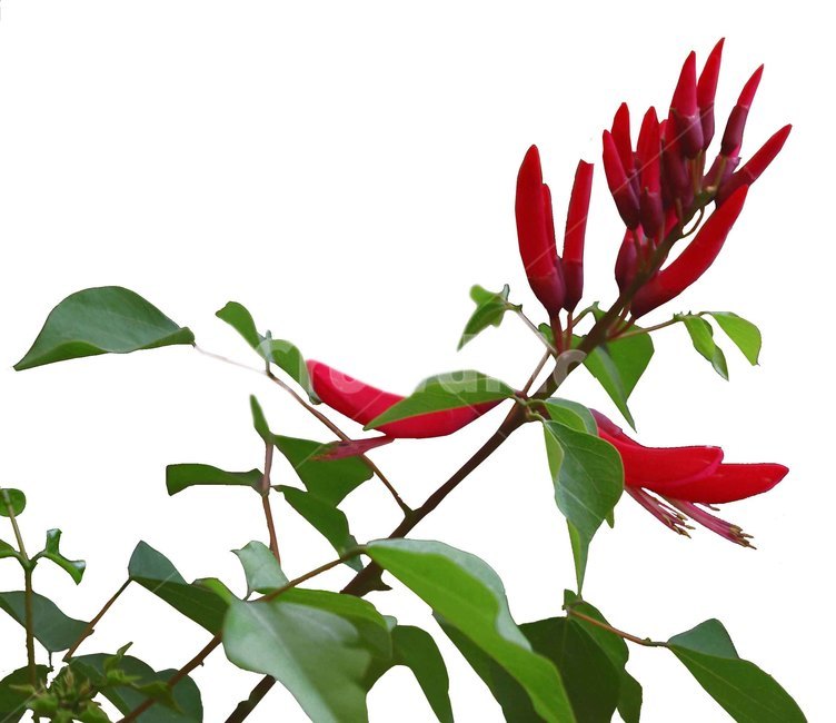 leaf,잎,plant,식물,꽃