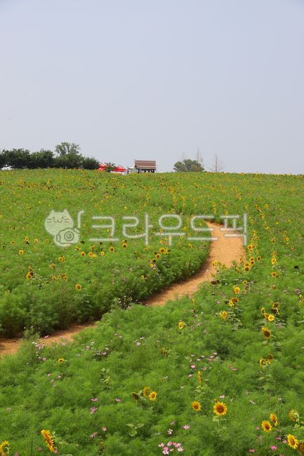 해바라기,꽃,여름,식물,목초지,들판,농장,farm,자연,안성팜랜드,꽃밭,flower,sunflower,자연,풍경,nature,landscape