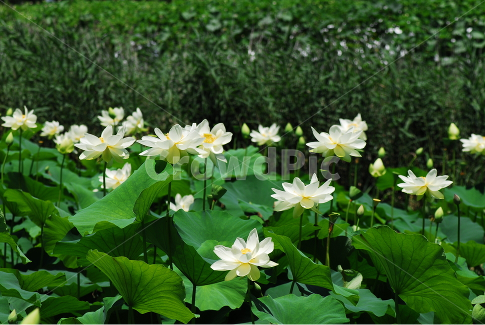 꽃,연꽃,궁남지,불교,여름,식물,자연,plants,nature,꽃,flower