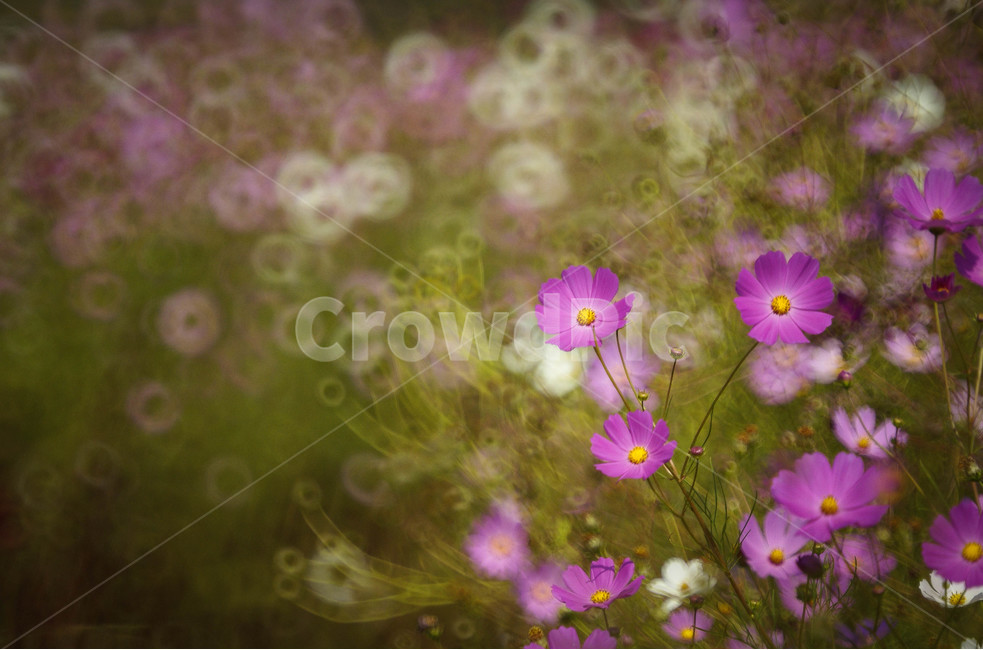 코스모스,가을,시골길,꽃,보케,가을,계절,fall,autumn,season,식물,자연,plants,nature,꽃,flower,geranium,제라늄,blossom,plant