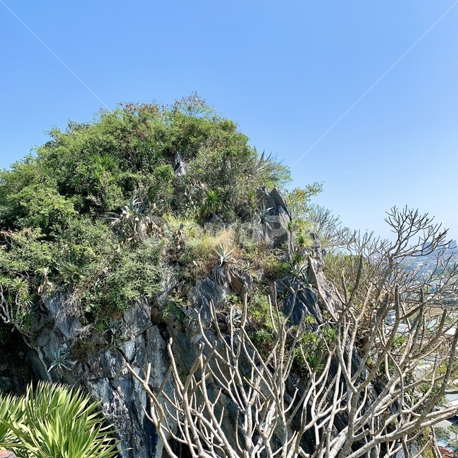 plant,식물,산,하늘,sky,자연