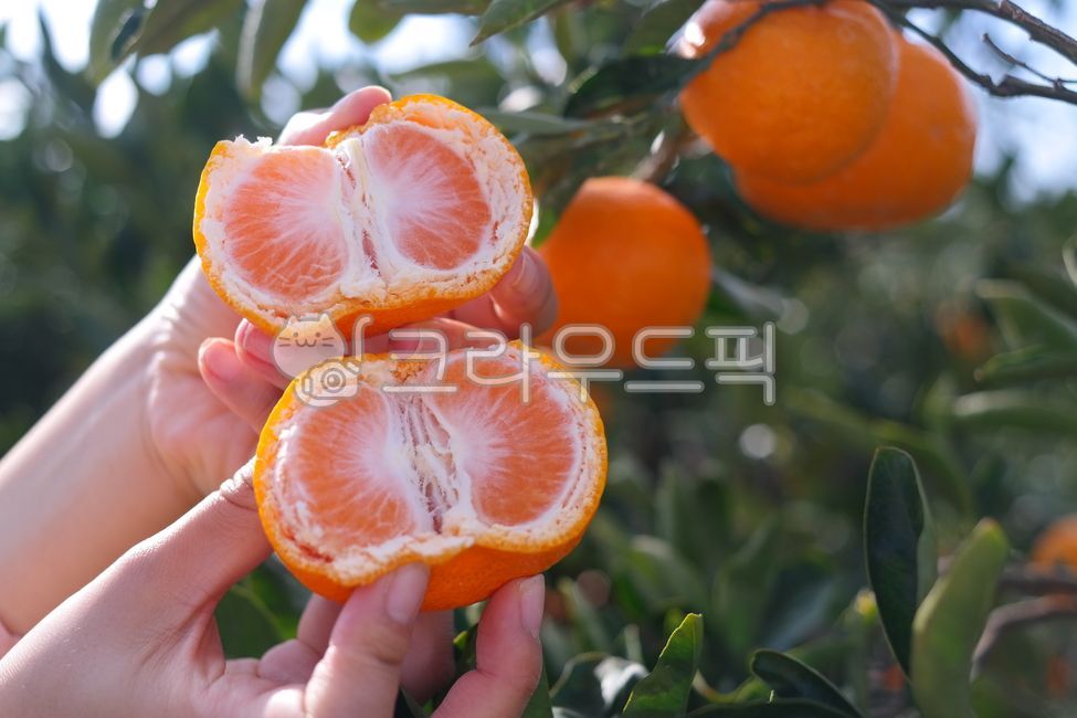 귤,감귤,과수원,나누다,나눔,오렌지,감귤류,수확,과일,껍질,성장,열매,손,반,절반,가르다,잎,주황색,농업,과실,농장,자라다,신선한