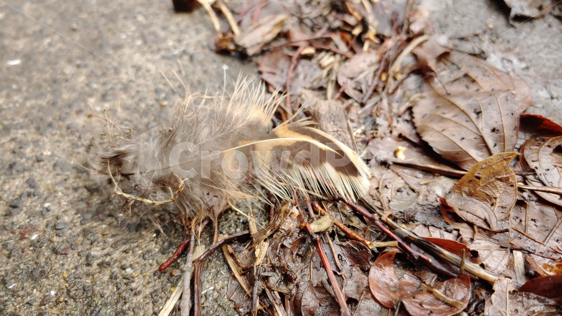 깃털,꿩깃털,brown,plumaje,feather