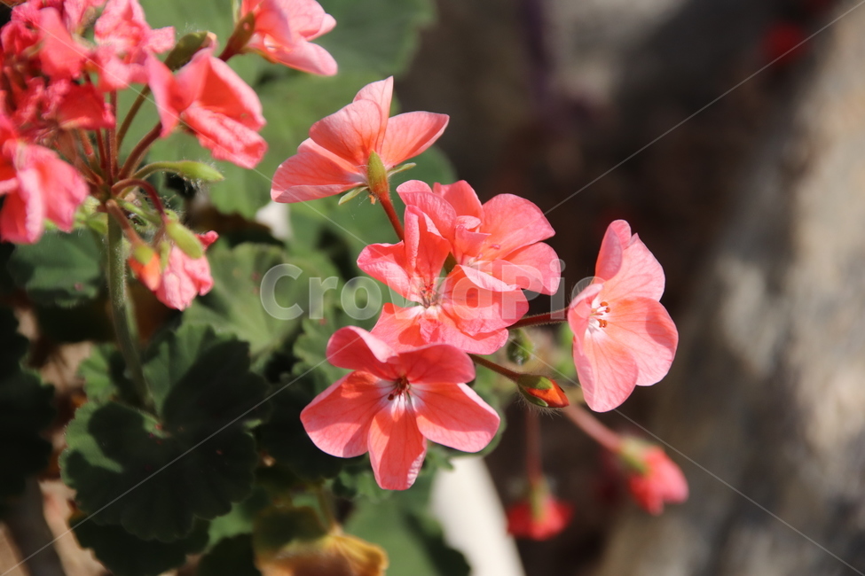 꽃나무,꽃,풍경,자연,수목원,식물,자연,plants,nature,꽃,flower