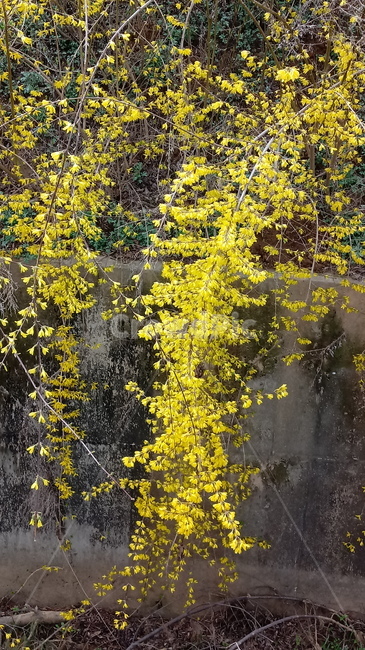 나무,식물,꽃,봄꽃,나무줄기,나무가지,봄,plant,tree,treetrunk,flower,blossom,꽃잎,개나리,개나리꽃,노란색꽃