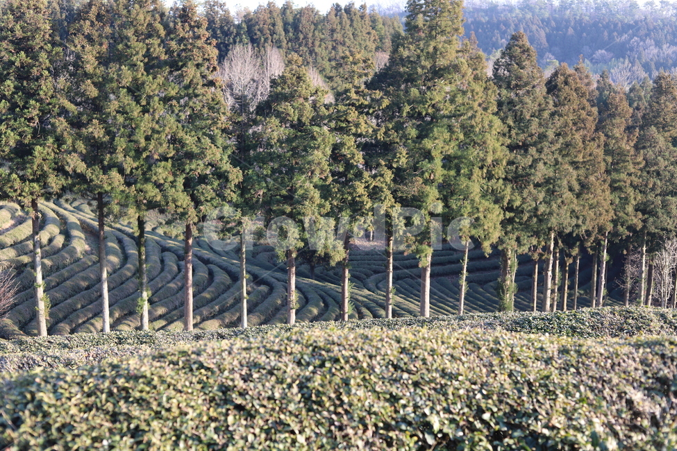 보성녹차밭,녹차,greentea,greenteaplantaion,나무,trees,outdoors,옥외,nature,자연,자연,풍경,nature,landscape