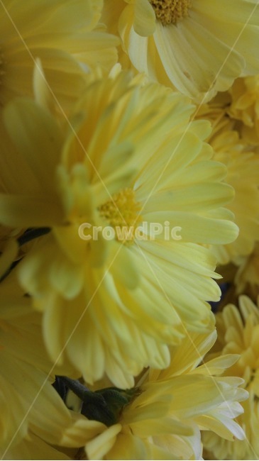 꽃,아름다움,화사한,노란꽃,근접샷,plant,식물,자연,plants,nature,꽃,flower
