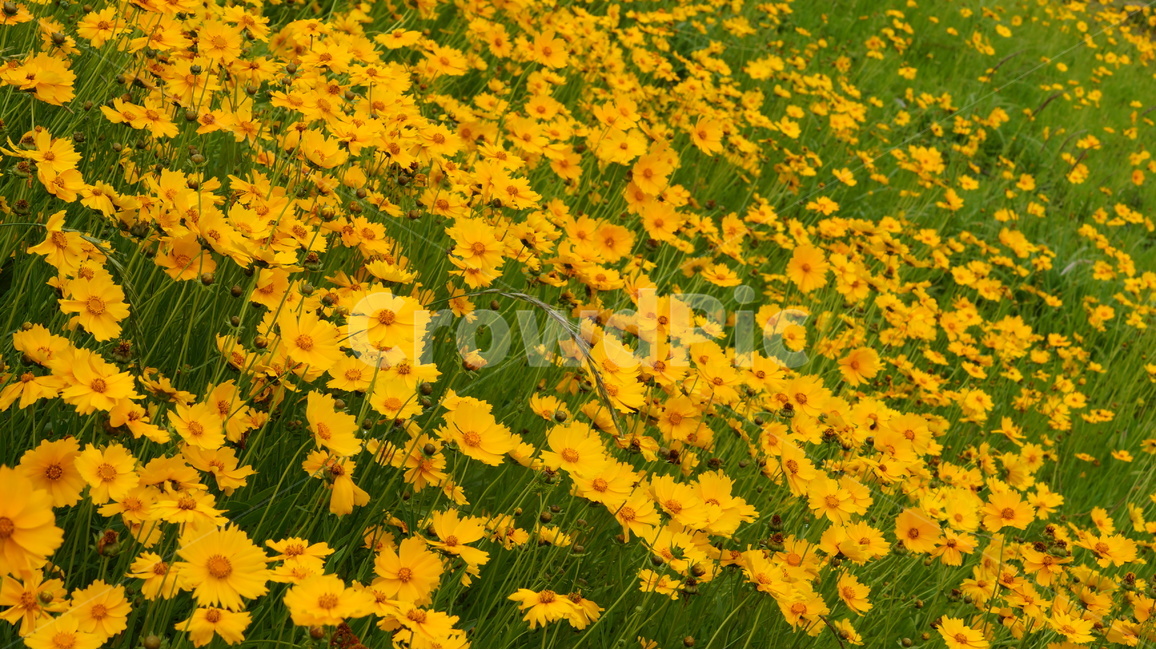 금계국,금계국꽃,꽃,꽃사진,식물,식물,자연,plants,nature,꽃,flower