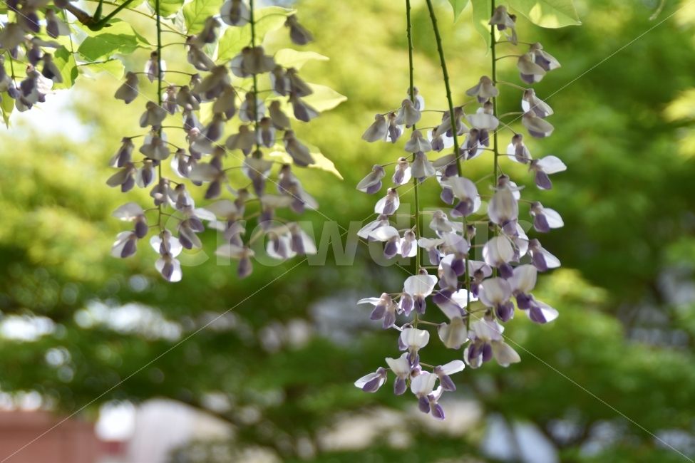 등꽃,등나무꽃,등나무,꽃,꽃나무,식물,나무,식물,자연,plants,nature,꽃,flower