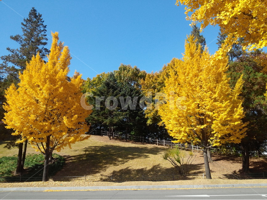 가을,은행나무,노란색,길,나무,가을,계절,fall,autumn,season,자연,풍경,nature,landscape,tree,plant,식물
