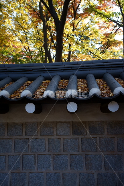 가을,궁궐,낙엽,기와,전통,단풍,koreatraditional,koreapalace,autumn,koreaautumn,autumnleaves,nature,colorful