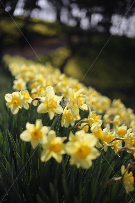 수선화,노랑,봄,봄꽃,자연,봄,계절,spring,season,식물,자연,plants,nature,꽃,flower,plant,blossom,daffodil