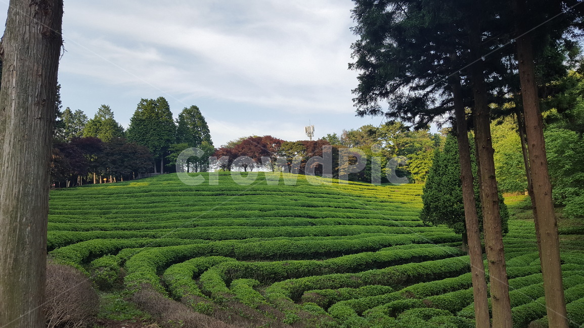녹차,녹차밭,보성,푸른,나무,자연,풍경,nature,landscape