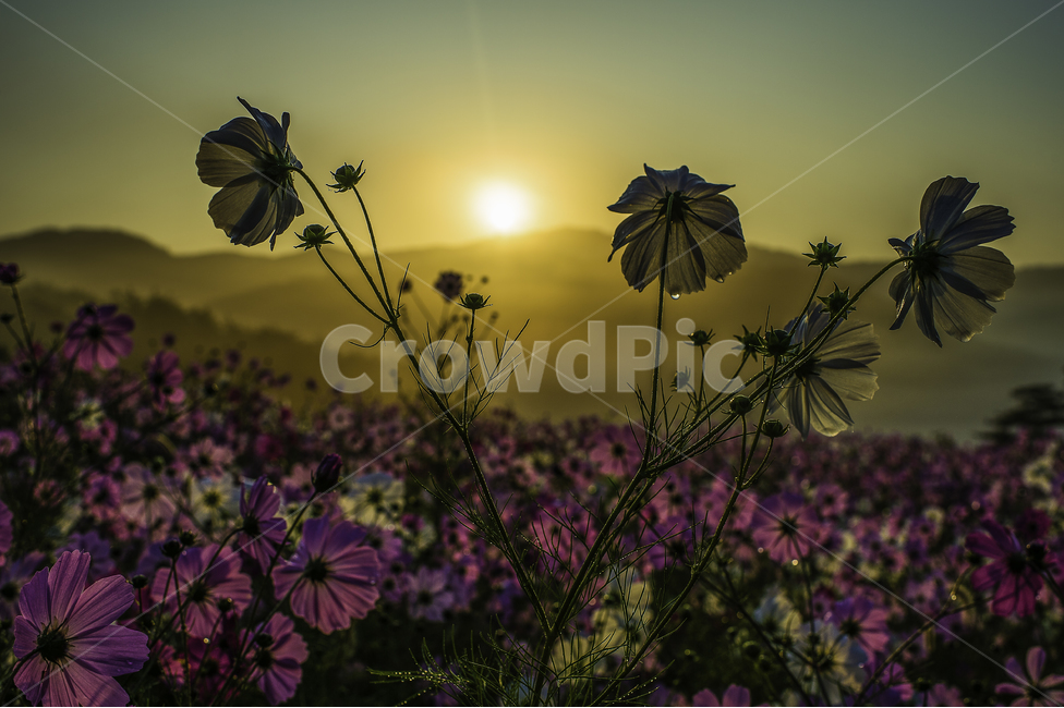 일출,자연,풍경,꽃,flowers,가을,코스모스,cosmos,sunrise,식물,자연,plants,nature,꽃,flower