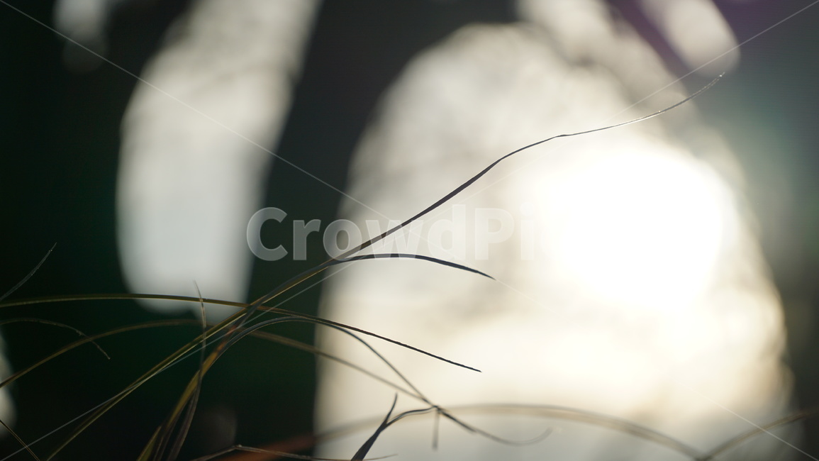 나무,풀,빛,해,페이드,tree,grass,light,sun,fade