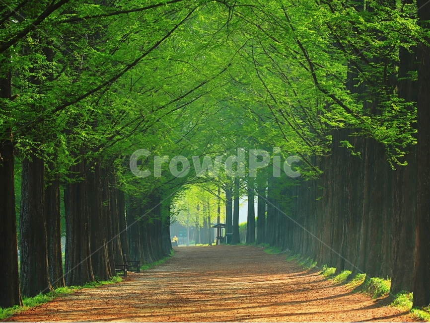 봄,새벽,빛,풍경,담양,자연,풍경,nature,landscape,한국자연풍경,한국자연경관,korea nature landscape,식물,plants,나무,trees,wood,path,통로,plant