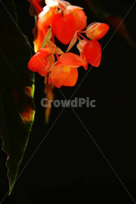 꽃,꽃잎,분홍색,잎사귀,꽃술,식물,자연,plants,nature,꽃,flower