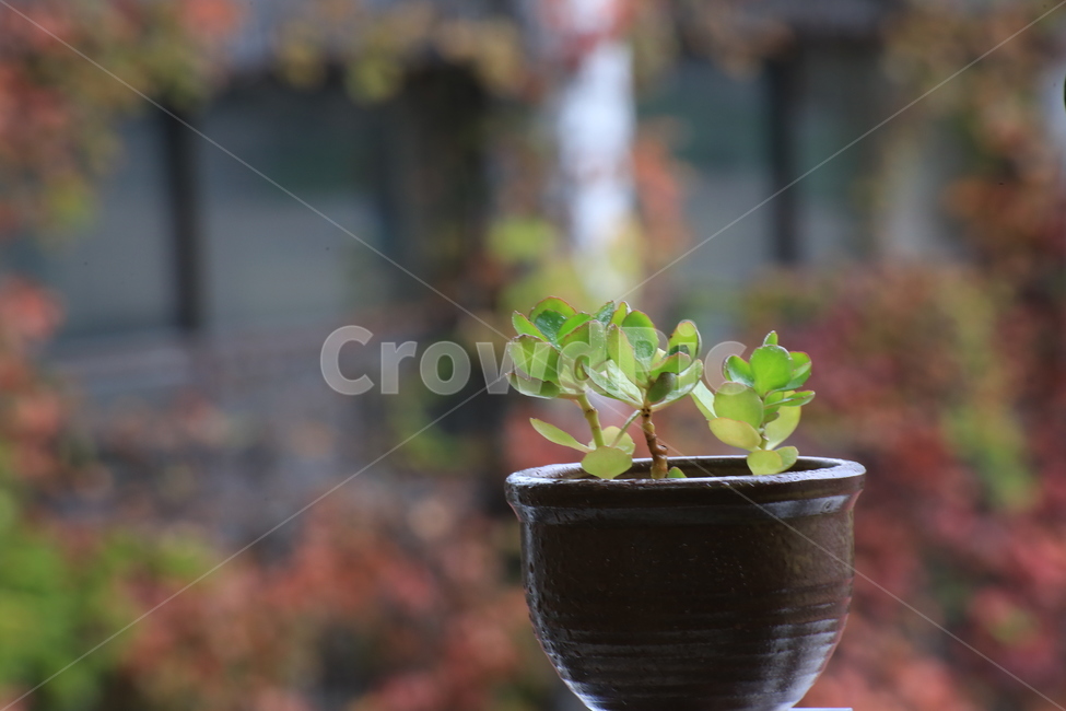 식물,조경,단풍,플랜테리어,plant