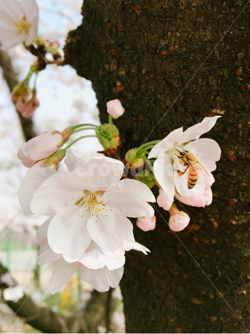벗꽃,봄,벌,나무,꽃,봄,계절,spring,season,식물,자연,plants,nature,꽃,flower,plant