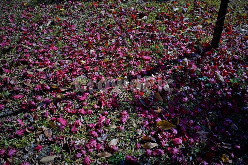 낙엽,가을,나무,식물,잎,단풍,그림자,쓸쓸함,가을,계절,fall,autumn,season,자연,풍경,nature,landscape