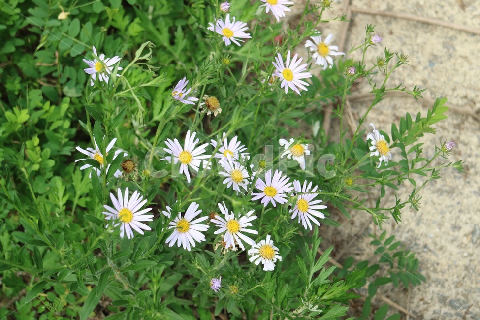 식물,꽃,데이지,plant,blossom