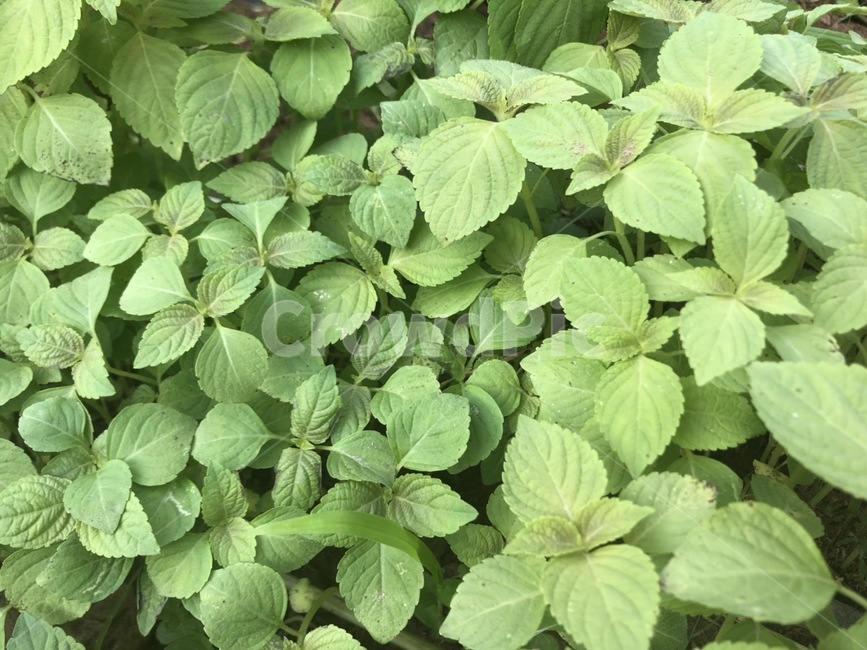 들깨,들깻잎,깻잎,자연,농장,식물,자연,plants,nature