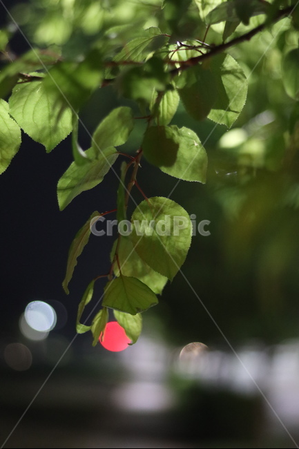 야경,잎,나무,푸르름,봄,밤,불,야경,밤,풍경,nightscape,night,landscape,식물,자연,plants,nature,plant,leaf