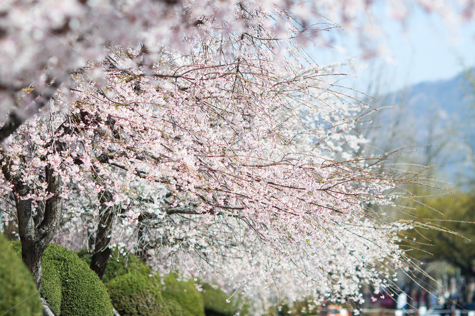 봄,봄날,봄꽃,꽃,벚꽃,식물,아름다운,계절,백색,화이트,flower,season,spring,cherryblossom,white