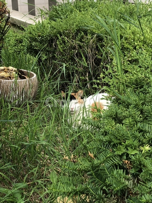 고양이,길고양이,째려보는,풀속,풀