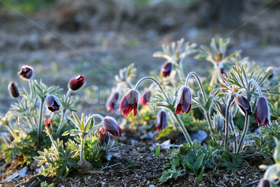 plant,식물,nature,자연,할미꽃,약용식물,식물,자연,plants,nature,꽃,flower