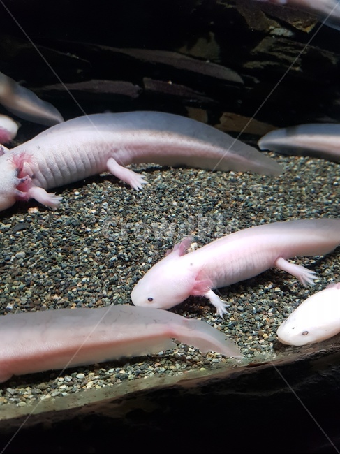 동물,수족관,아쿠아리움,우파루파,해양생물,동물,animal,어류,물고기,fish