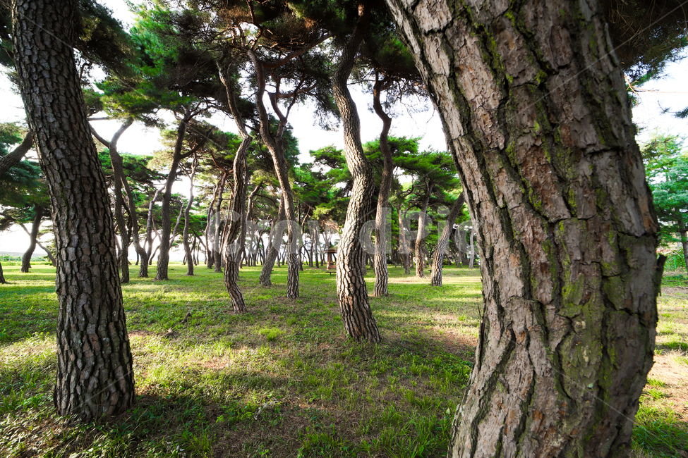 plant,식물,tree,나무,숲,grove,pinetree,소나무,나무줄기,treetrunk,식물,자연,plants,nature,나무,trees,wood
