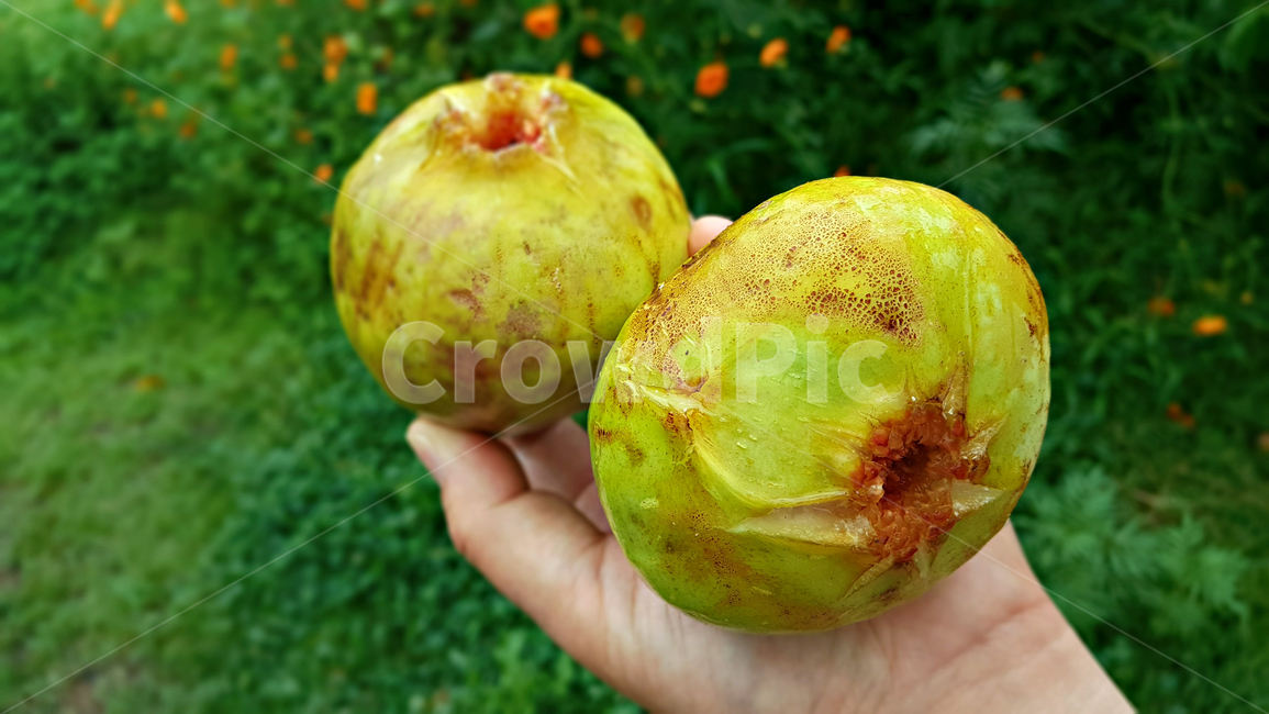 무화과,plant,식물,fruit,과일,food,음식
