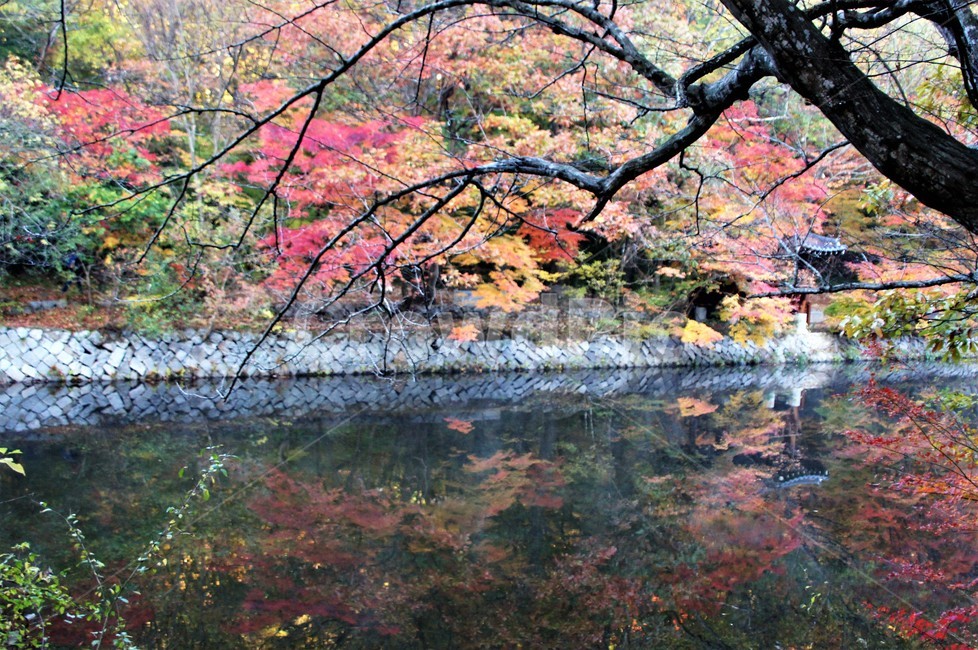 가을,단풍,나무,자연,식물,안개,저수지,감성,autumn,nature,season,emotion,풍경,자연풍경,산속,trees,정자,가을,계절,fall,autumn,season,water,물,outdoors,옥외,plant,tree