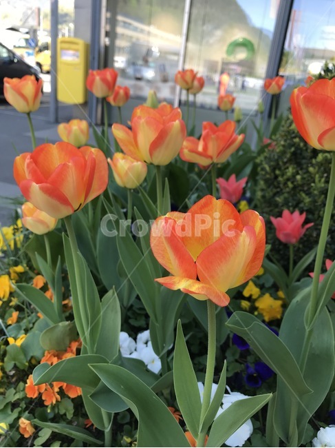 자연,튤립,꽃,빨강색,flower