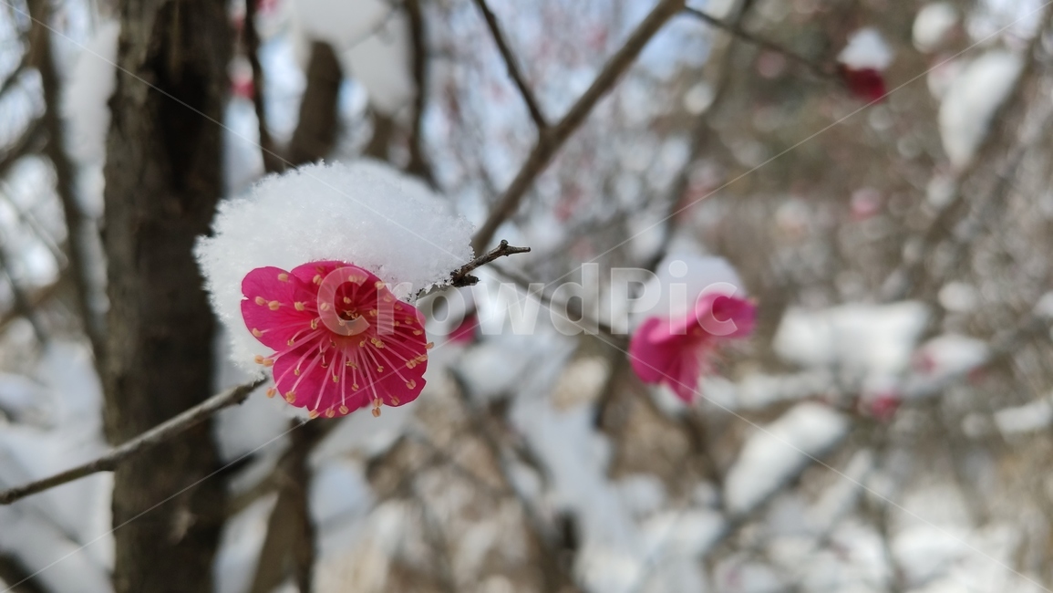 홍매화,매화,매화꽃,붉은매화꽃,홍매,자장매,설중매,plant,식물,flower,blossom,꽃,식물,자연,plants,nature,꽃,flower