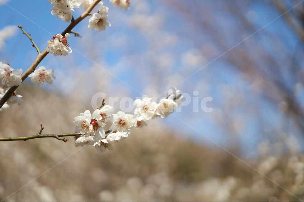 매화,매화꽃,들꽃,봄꽃,봄나들이,식물,식물,자연,plants,nature,꽃,flower