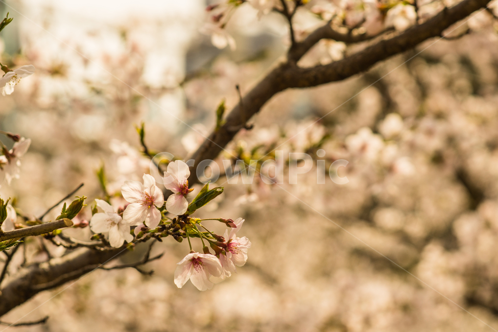 벚꽃,꽃,flower,봄,spring,봄,계절,spring,season,식물,자연,plants,nature,꽃,flower,감성,sensible,feeling,plant