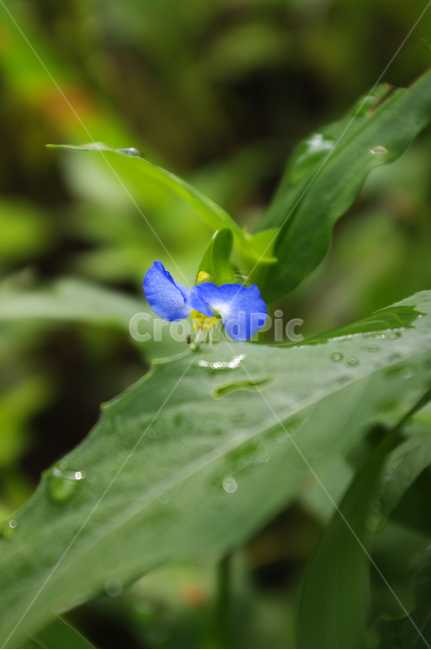 닭의장풀,꽃,flower,식물,plant,식물,자연,plants,nature,꽃,flower