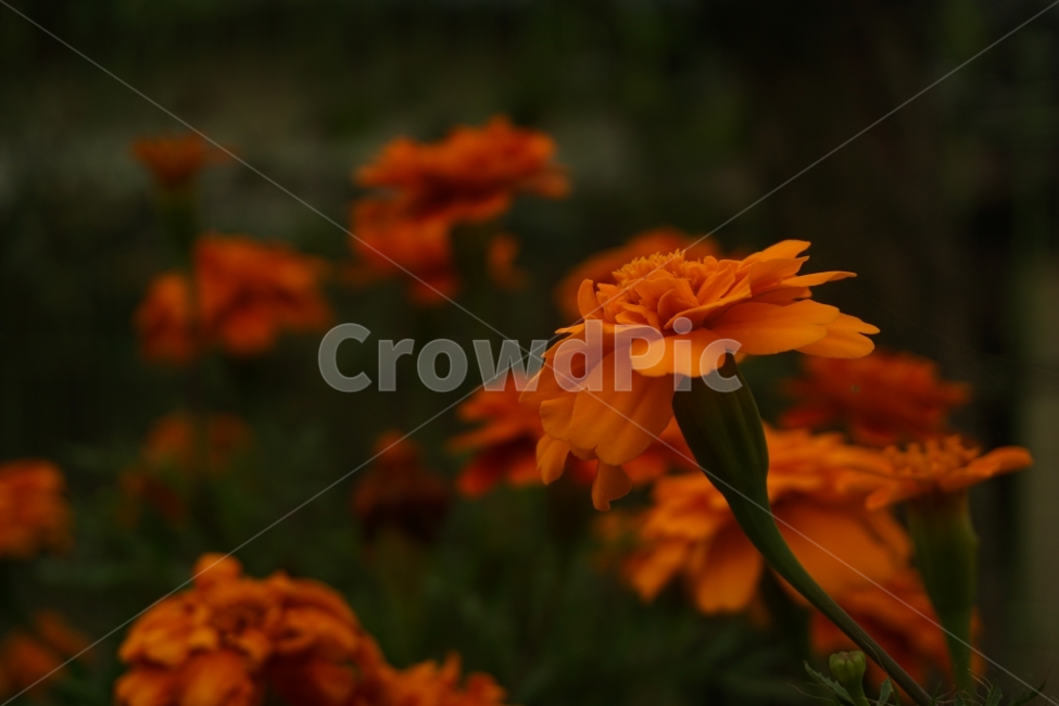 꽃,자연,여름,주황색,꽃잎,식물,자연,plants,nature,꽃,flower