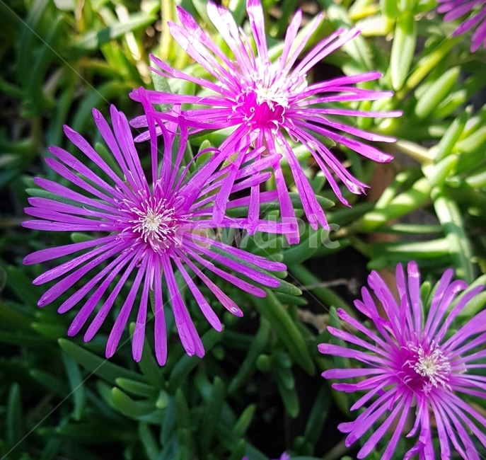 plant,꽃,보라색,여름꽃,꽃송이