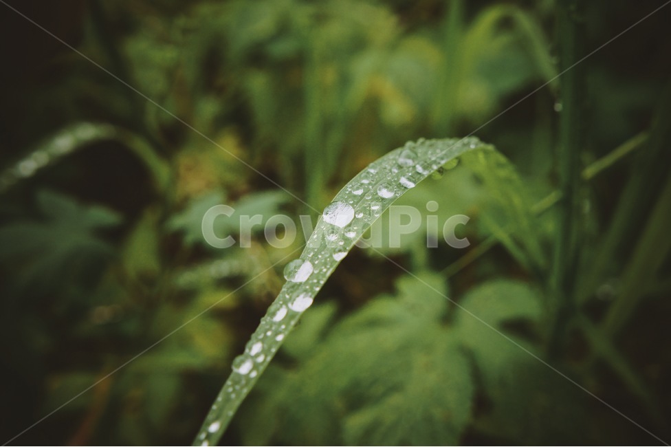 green,물방울,풀,비,비온뒤,식물,자연,plants,nature,감성,sensible,feeling