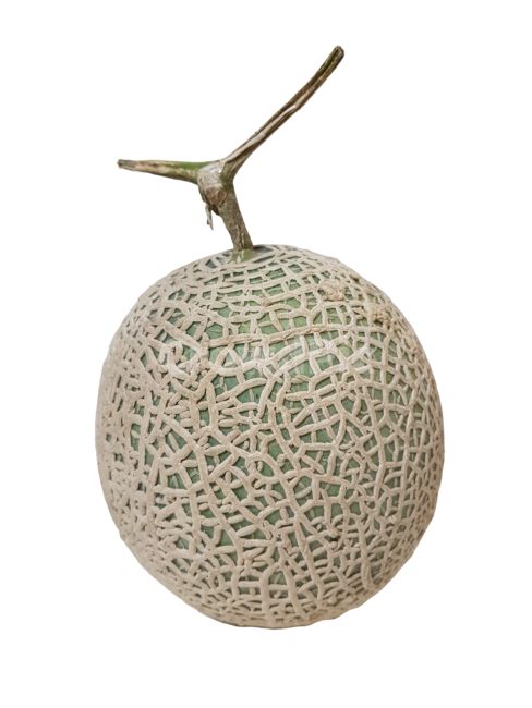 메론,멜론,melon,과일,nettedmelon,누끼,remove background
