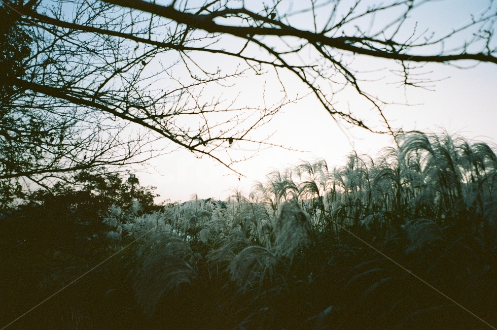 가을,억새,갈대,하늘,그림자,구름,나무,풍경,동네,산책,stroll,sky,fall,autumn,green,blue,cloud,필름,아날로그풍경,analog