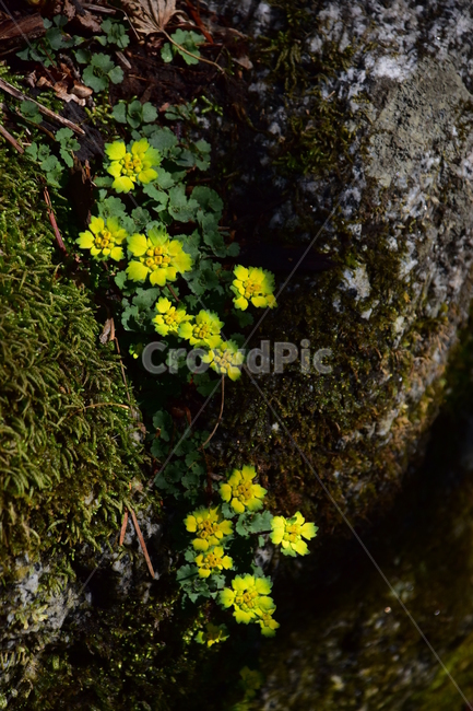 금괭이눈,야생화,봄,꽃,풀꽃,자연,식물,식생,plants,nature,spring,season,flower