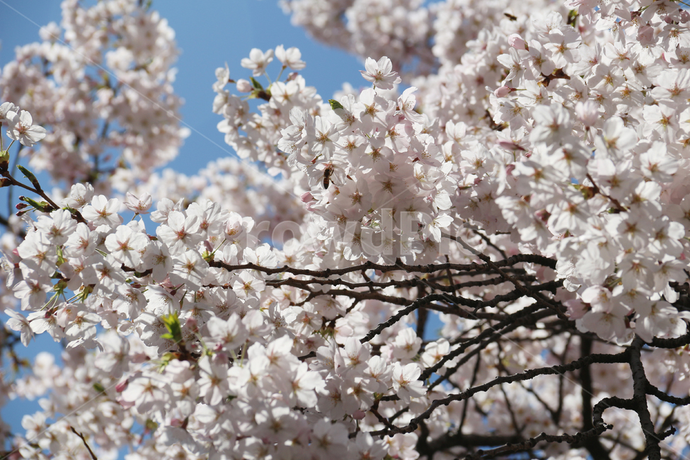 사쿠라,cherryblossom,봄,꽃,봄꽃,벚꽃