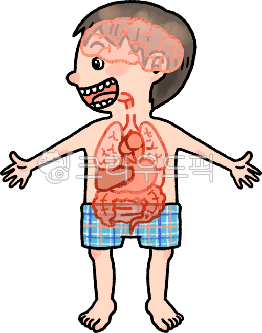 해부도,인체,몸,인체일러스트,인체모형,조직,장기,인체일러,인체아이콘,인체해부도,인체삽화,인체이미지,인체드로잉,인체손그림