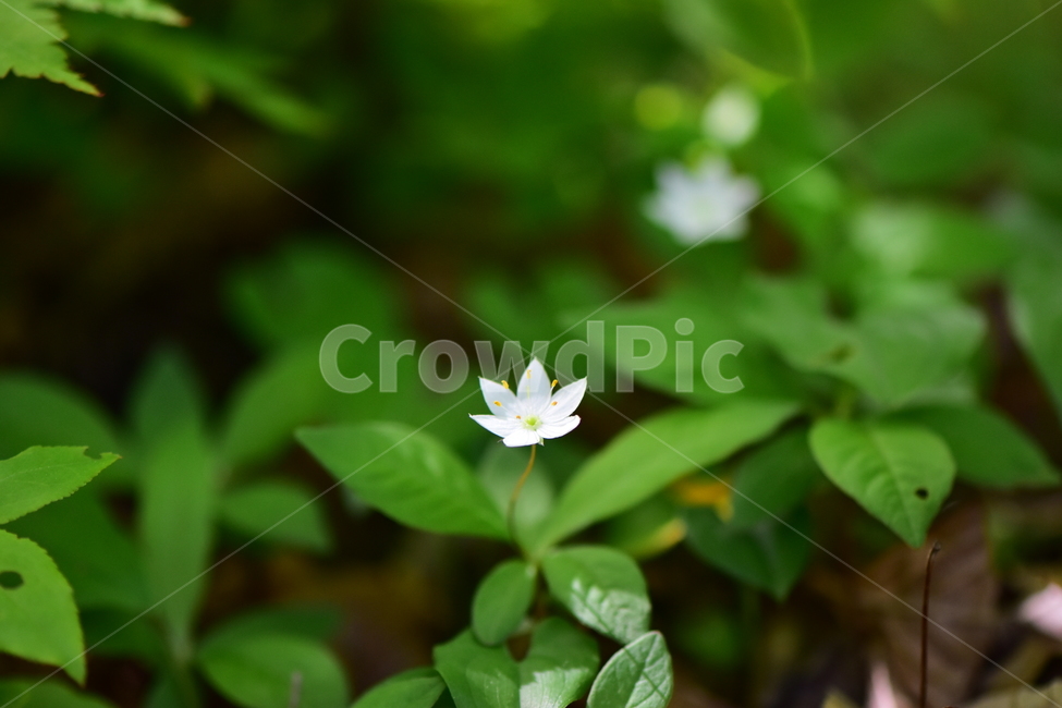 참기생꽃,야생화,식물,자연,꽃,플라워,생태,힐링,wildflower,flower,plants,nature,season,감성,느낌,emotion,feeling,앵초목,앵초과,여러해살이풀,희귀식물,기생꽃속